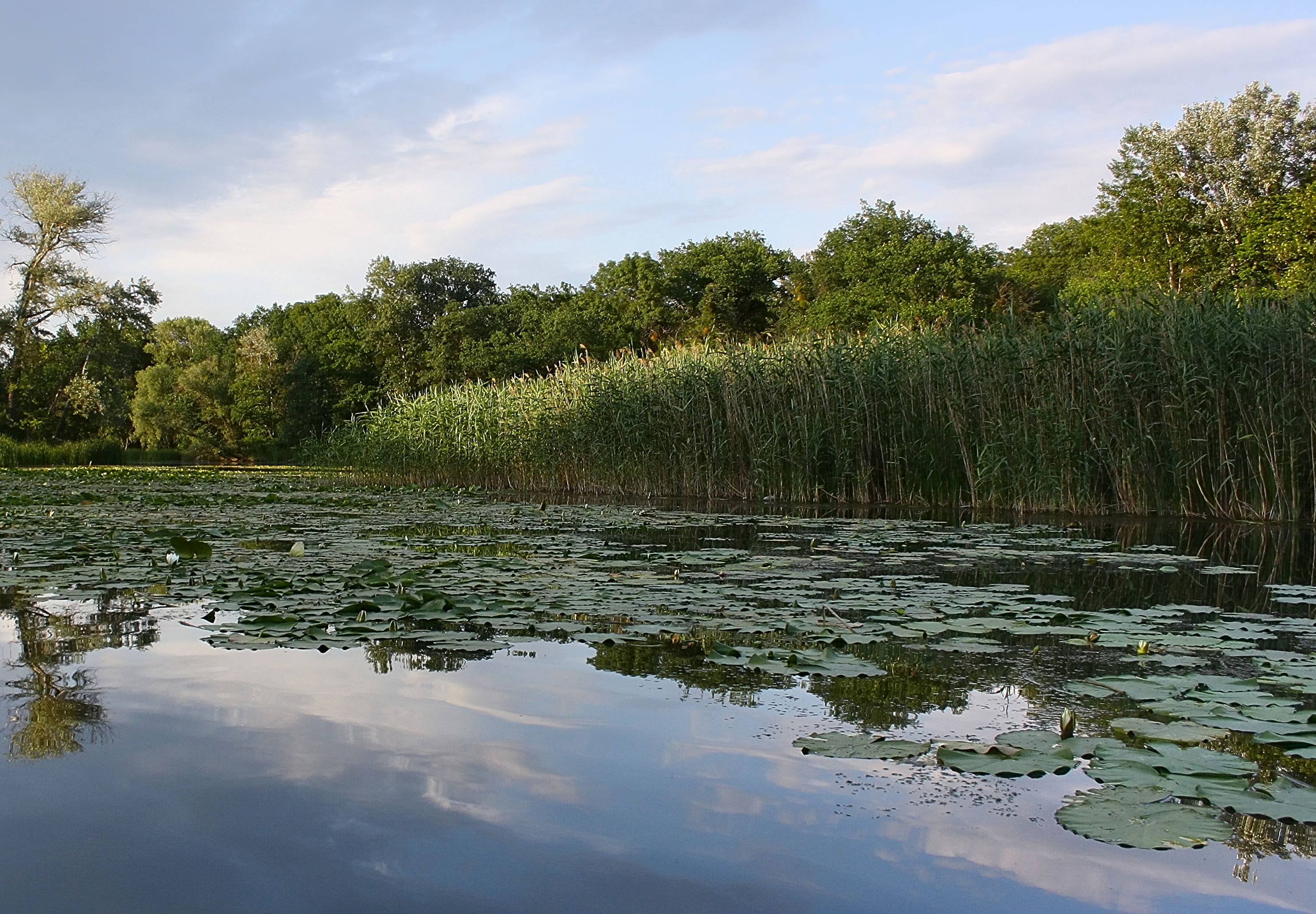 Ставропольская компания с помощью государственной поддержки восстанавливает и возрождает заросшие пруды и реки.