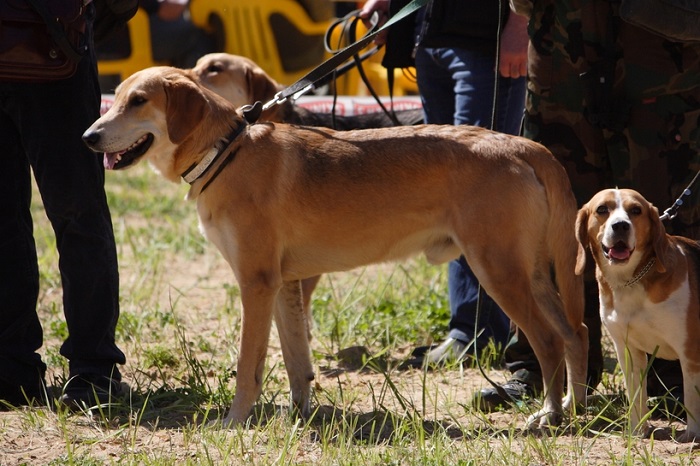 63-я Ставропольская краевая выставка собак охотничьих пород.