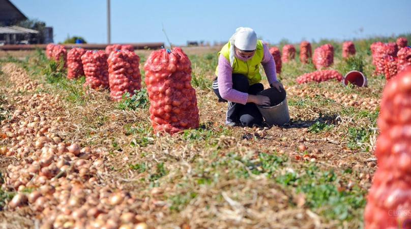 Аграрии Изобильненского округа засеяли репчатым луком более 200 гектаров..