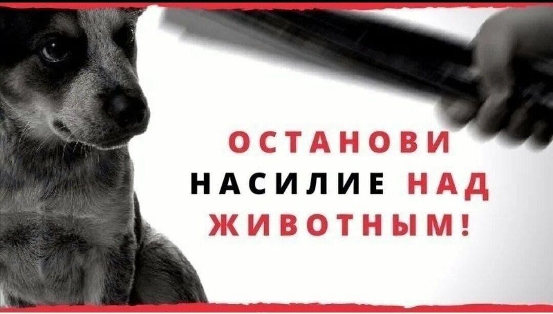 Перечень животных, запрещенных к содержанию.