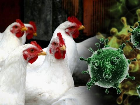 Возрастание уровня угрозы заноса и распространения возбудителя высокопатогенного гриппа птиц на территории Российской Федерации.