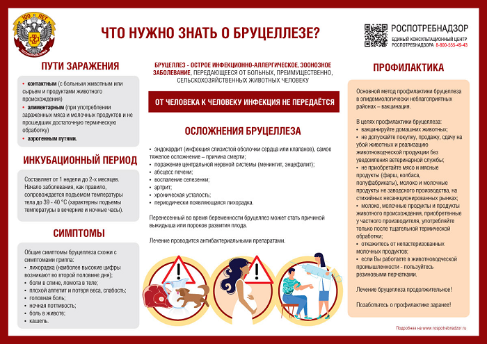 Бруцеллез. Бруцеллез.
