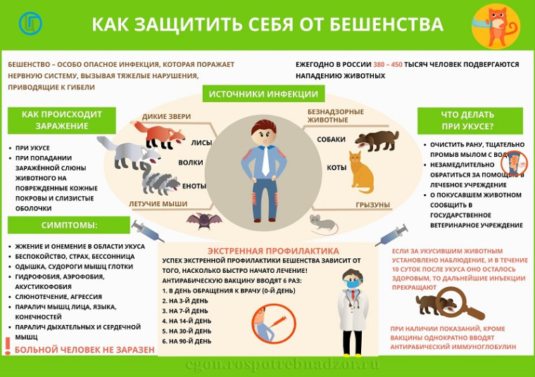 Профилактика бешенства. Профилактика бешенства.