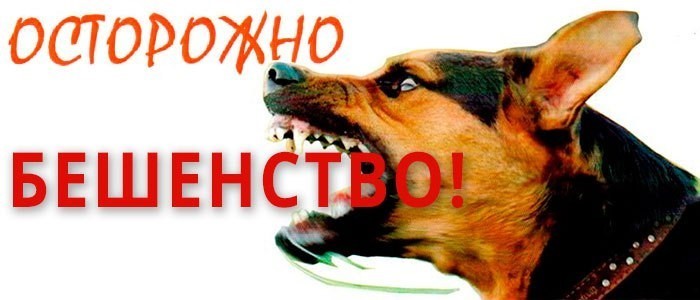 Профилактика бешенства. Профилактика бешенства.