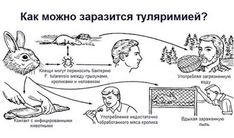 Профилактика туляремии. Профилактика туляремии.