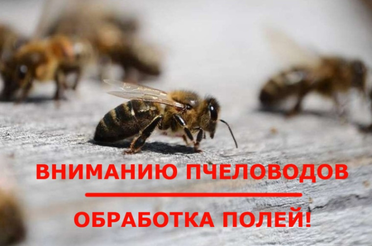 Внимание пчеловодам!. Внимание пчеловодам!.